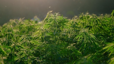 North Macedonia to inspect all licensed medical cannabis producers after drug raids