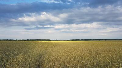 Ukraine farmers risk billions in losses as fertiliser prices surge