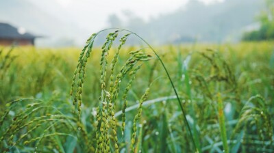 Vietnam steps up drive for higher-quality rice exports