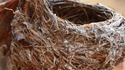 Vietnam's bird's nest sector faces rising threats despite $600mn value