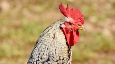 Hungary’s leading poultry processor to ditch €1bn investment, cut production without access to foreign labour
