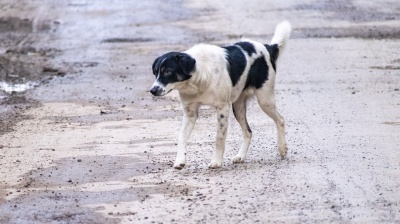 German MEP urges Albania to stop “mass killing” of street dogs 