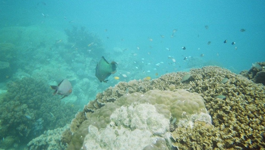 Coral, shown here in the Great Barrier Reef, is especially endangered by the climate crisis, as are spiders, centipedes and jellyfish 