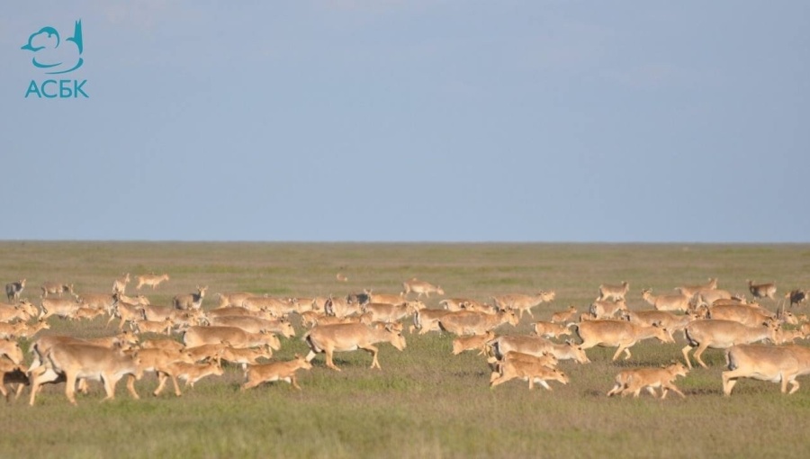 There are now more than 4mn saiga antelopes on the Kazakh steppe. 