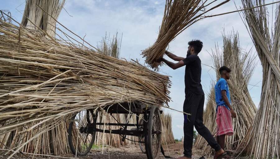 Bangladesh targets up to $7bn in jute exports through sector modernisation