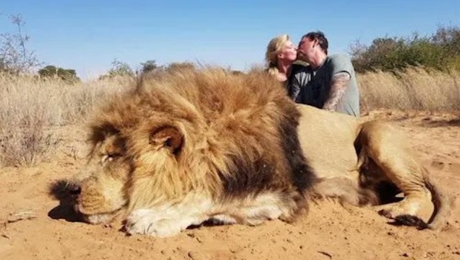Point Out Rows bne IntelliNews - Hungary's Tisza faces row over MP's lion-hunting photos