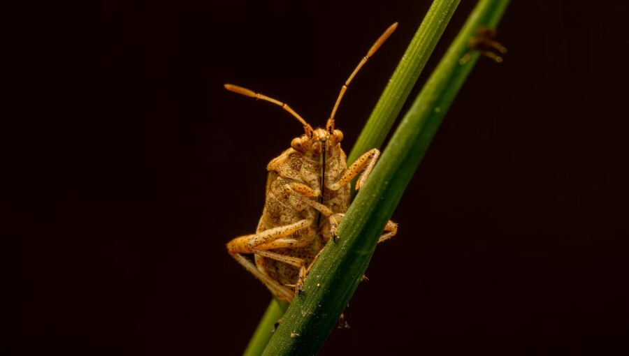 Bug off! Japan's rice fields under siege as stinky invaders swarm