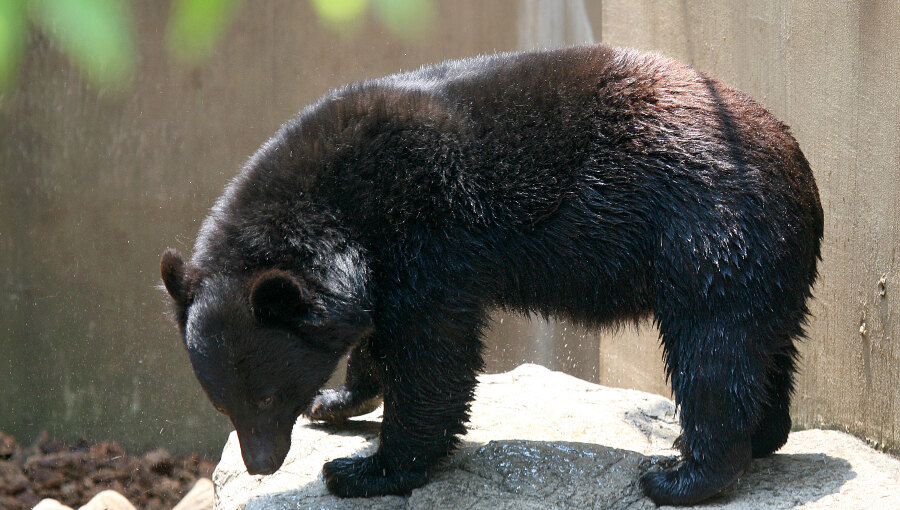 Japan's recent bear attacks blamed on food and land crises