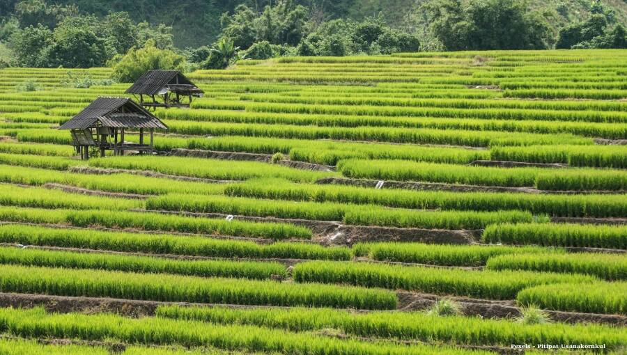 India’s rice reserves hit record high as wheat stocks reach five-year peak