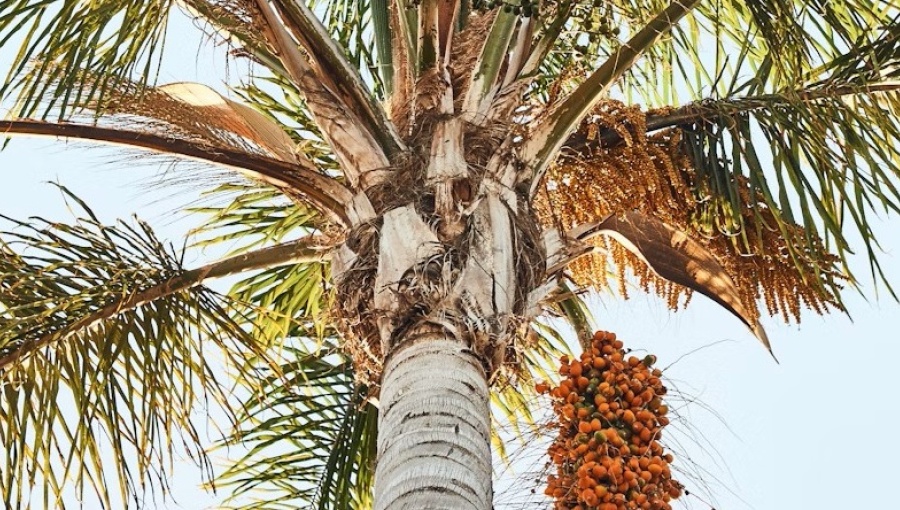 India targets increase in edible oil refining sector by cutting import duties