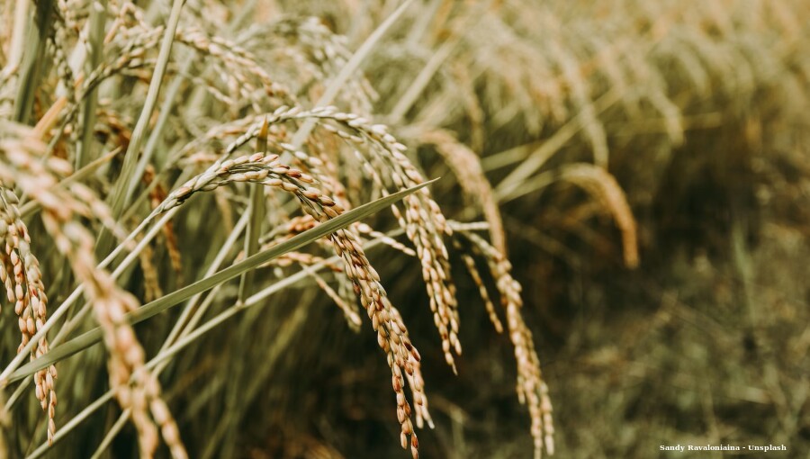 India's rice surplus to fuel record exports amid global supply worries