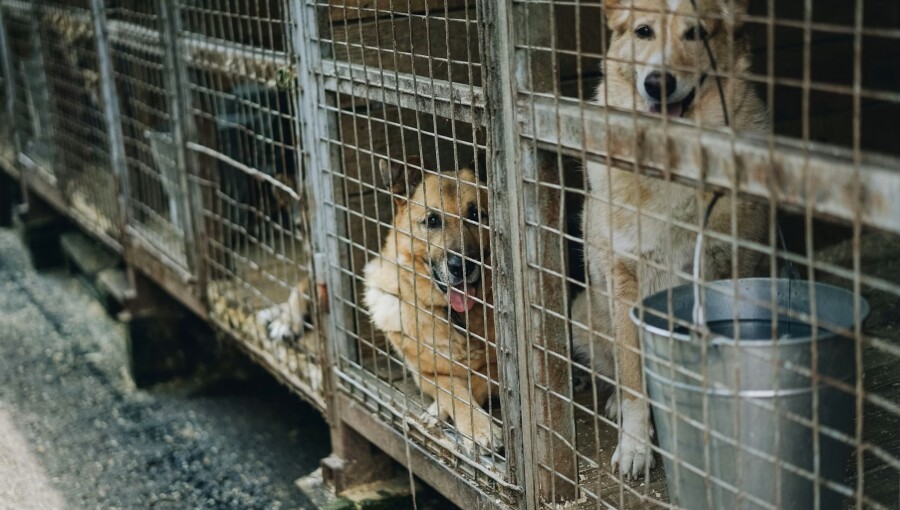 Stopping dog meat sales in Indonesia is more about shuffling paperwork than morality