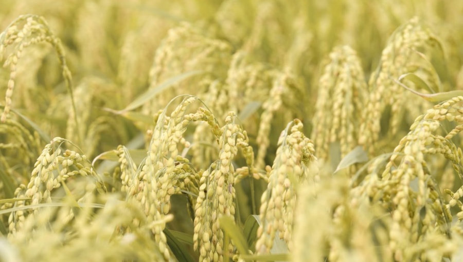 Vietnam rice prices climb as supply tightens