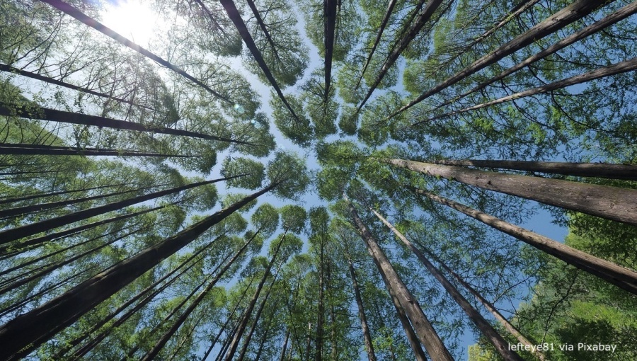 Lithuanian carbon farming programme secures first corporate buyers