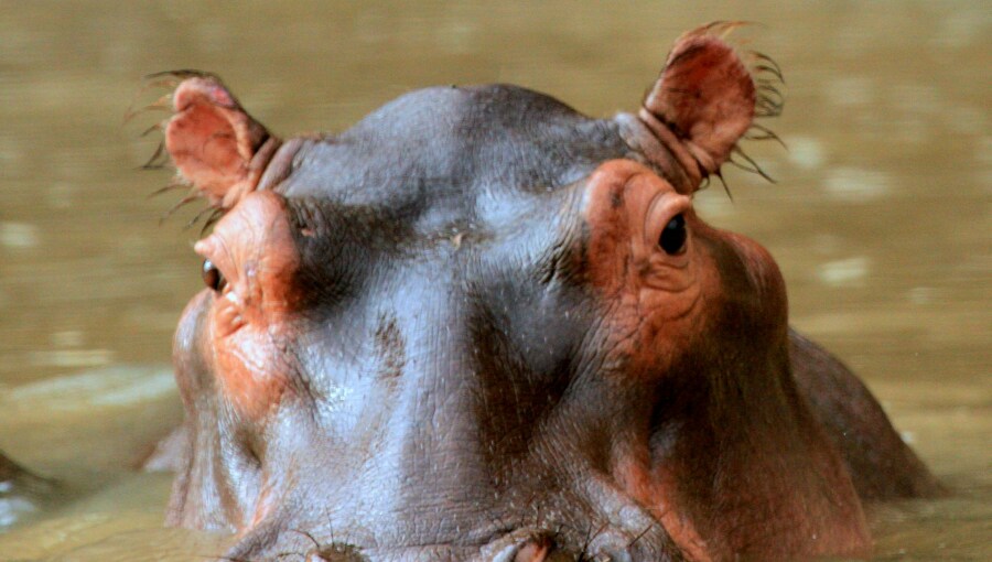 Colombia to cull dozens of Escobar's hippos in bid to halt population explosion