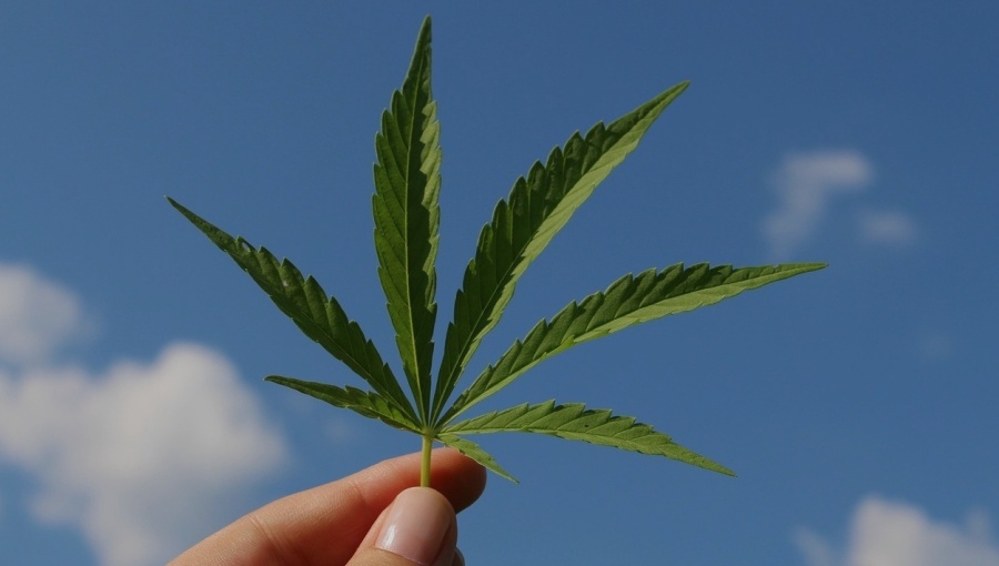 Businesses fear Slovenia’s cannabis reform to create a workforce of stoners