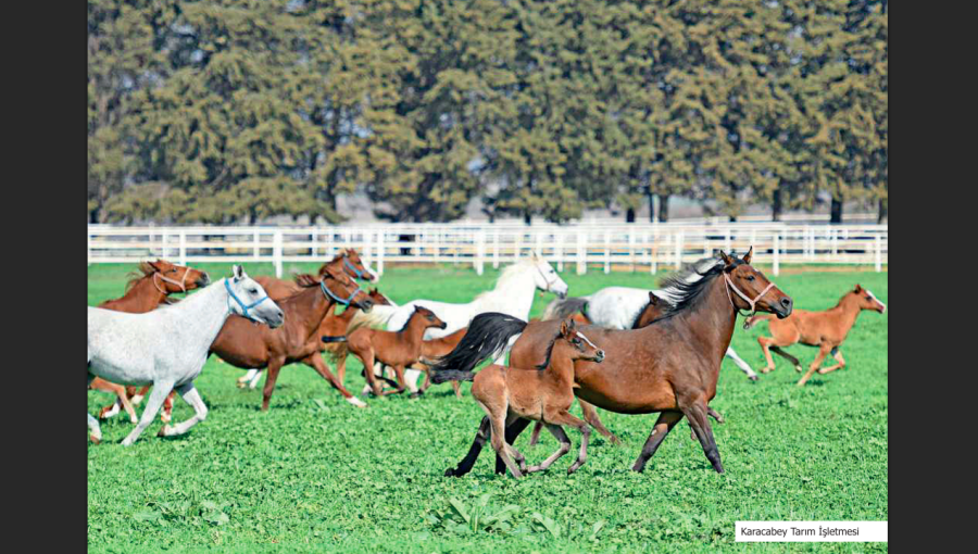Turkey sells purebred Arabian foal Ergunes in online auction