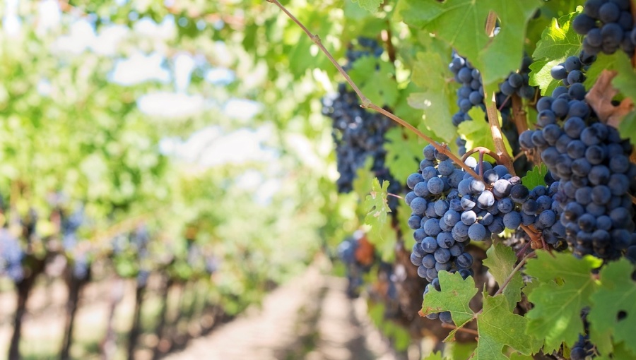 Croatian startup maps 4.3mn vineyards as climate change reshapes wine regions