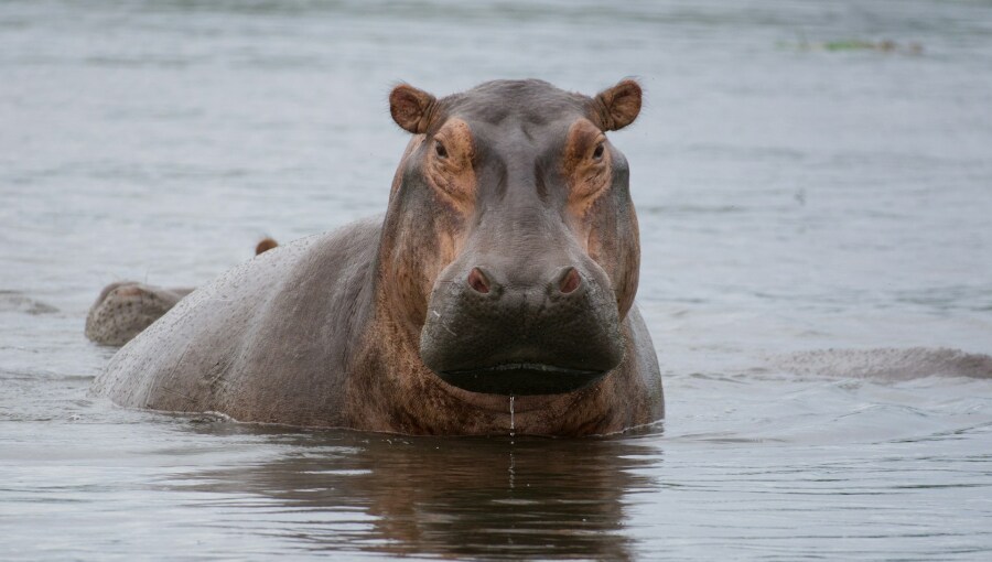 India tycoon's son offers to take Colombia's Escobar hippos