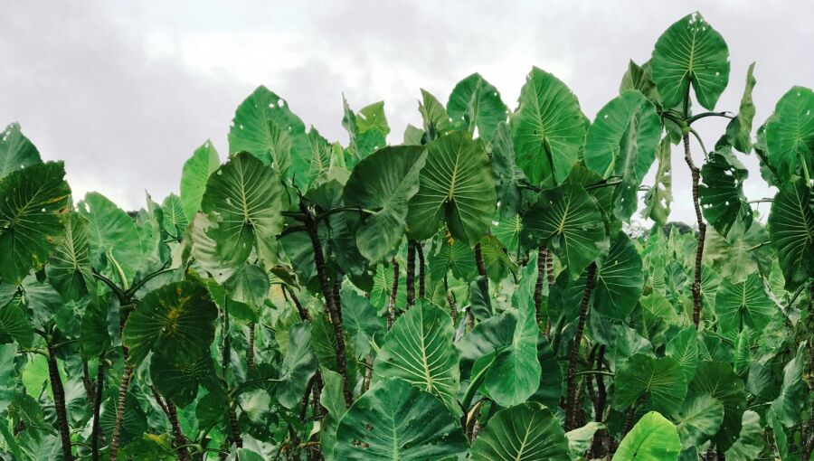 Under the proposal, $25bn would come from 