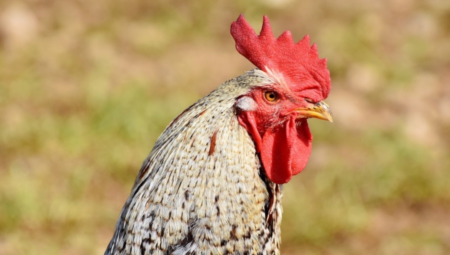 Hungary’s leading poultry processor to ditch €1bn investment, cut production without access to foreign labour