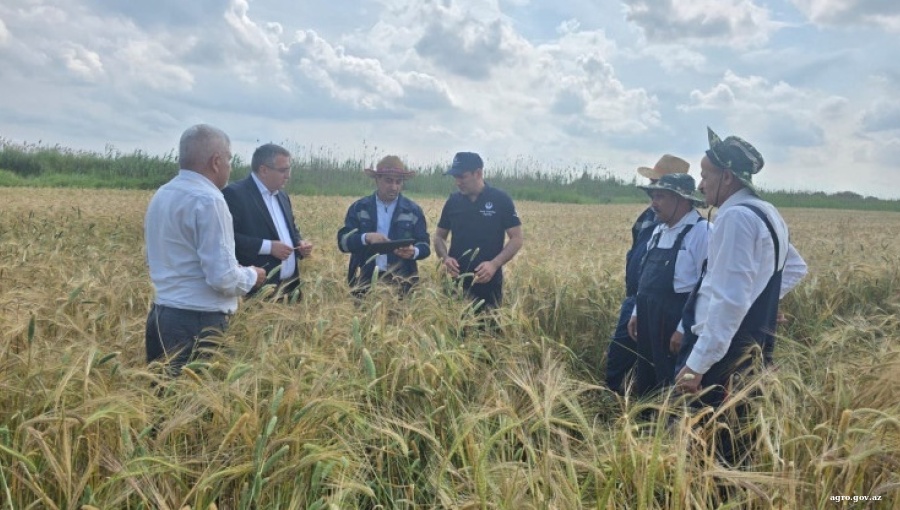 Azerbaijan launches $3bn agricultural transformation programme targeting 33.8% export growth by 2030